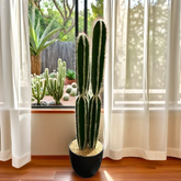 Imported cactus plant