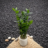 Indoor ZZ Plant With Fiber Pot